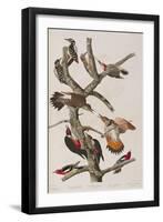 Illustration from 'Birds of America', 1827-38-John James Audubon-Framed Giclee Print