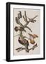 Illustration from 'Birds of America', 1827-38-John James Audubon-Framed Giclee Print