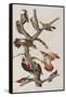 Illustration from 'Birds of America', 1827-38-John James Audubon-Framed Stretched Canvas