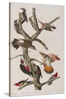 Illustration from 'Birds of America', 1827-38-John James Audubon-Stretched Canvas