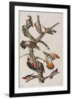 Illustration from 'Birds of America', 1827-38-John James Audubon-Framed Giclee Print