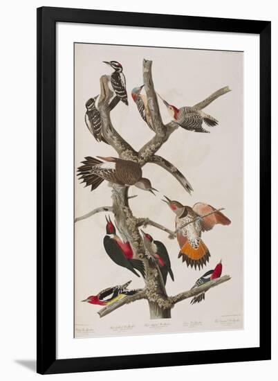 Illustration from 'Birds of America', 1827-38-John James Audubon-Framed Giclee Print