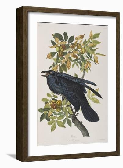 Illustration from 'Birds of America', 1827-38-John James Audubon-Framed Giclee Print