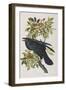 Illustration from 'Birds of America', 1827-38-John James Audubon-Framed Giclee Print