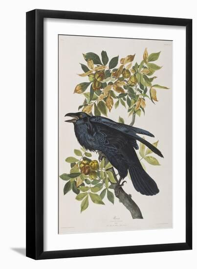 Illustration from 'Birds of America', 1827-38-John James Audubon-Framed Giclee Print