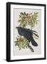 Illustration from 'Birds of America', 1827-38-John James Audubon-Framed Giclee Print