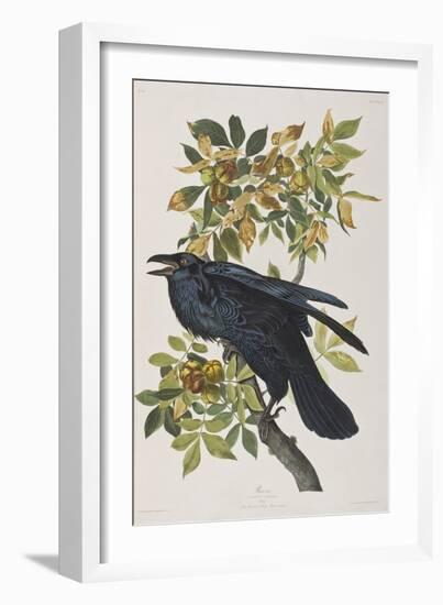 Illustration from 'Birds of America', 1827-38-John James Audubon-Framed Giclee Print