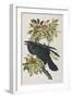 Illustration from 'Birds of America', 1827-38-John James Audubon-Framed Giclee Print