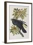 Illustration from 'Birds of America', 1827-38-John James Audubon-Framed Giclee Print