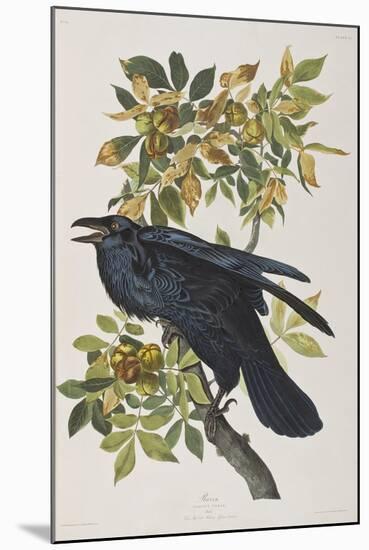 Illustration from 'Birds of America', 1827-38-John James Audubon-Mounted Giclee Print