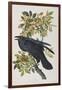 Illustration from 'Birds of America', 1827-38-John James Audubon-Framed Giclee Print