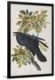 Illustration from 'Birds of America', 1827-38-John James Audubon-Framed Giclee Print