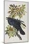 Illustration from 'Birds of America', 1827-38-John James Audubon-Mounted Premium Giclee Print