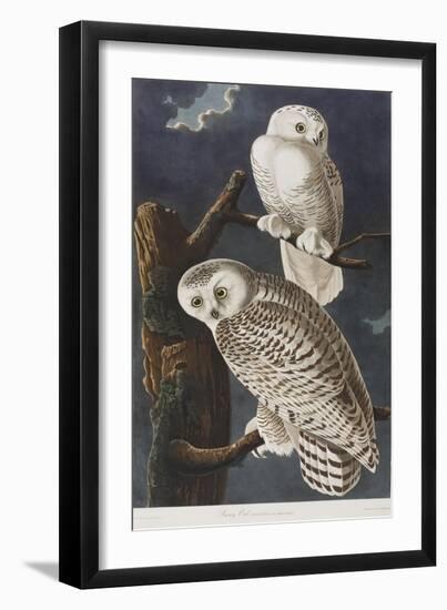 Illustration from 'Birds of America', 1827-38-John James Audubon-Framed Giclee Print