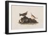 Illustration from 'Birds of America', 1827-38-John James Audubon-Framed Giclee Print