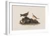 Illustration from 'Birds of America', 1827-38-John James Audubon-Framed Giclee Print