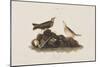 Illustration from 'Birds of America', 1827-38-John James Audubon-Mounted Giclee Print