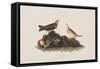 Illustration from 'Birds of America', 1827-38-John James Audubon-Framed Stretched Canvas