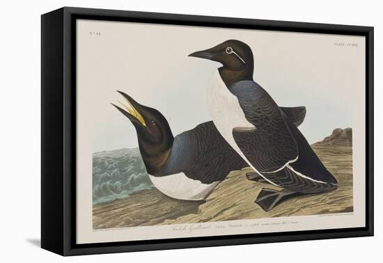 Illustration from 'Birds of America', 1827-38-John James Audubon-Framed Stretched Canvas