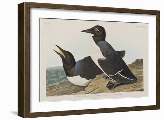 Illustration from 'Birds of America', 1827-38-John James Audubon-Framed Giclee Print