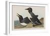 Illustration from 'Birds of America', 1827-38-John James Audubon-Framed Giclee Print