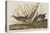 Illustration from 'Birds of America', 1827-38-John James Audubon-Stretched Canvas