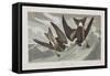 Illustration from 'Birds of America', 1827-38-John James Audubon-Framed Stretched Canvas