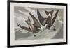 Illustration from 'Birds of America', 1827-38-John James Audubon-Framed Giclee Print