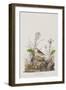 Illustration from 'Birds of America', 1827-38-John James Audubon-Framed Giclee Print