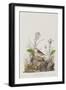 Illustration from 'Birds of America', 1827-38-John James Audubon-Framed Giclee Print