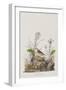 Illustration from 'Birds of America', 1827-38-John James Audubon-Framed Giclee Print