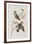 Illustration from 'Birds of America', 1827-38-John James Audubon-Framed Giclee Print