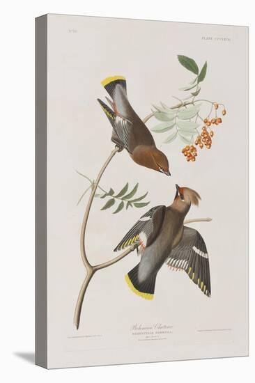 Illustration from 'Birds of America', 1827-38-John James Audubon-Stretched Canvas