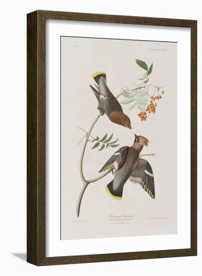 Illustration from 'Birds of America', 1827-38-John James Audubon-Framed Giclee Print