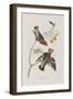 Illustration from 'Birds of America', 1827-38-John James Audubon-Framed Giclee Print