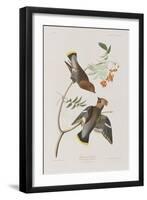 Illustration from 'Birds of America', 1827-38-John James Audubon-Framed Giclee Print