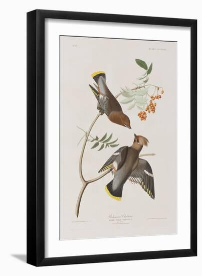 Illustration from 'Birds of America', 1827-38-John James Audubon-Framed Giclee Print