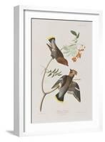 Illustration from 'Birds of America', 1827-38-John James Audubon-Framed Giclee Print