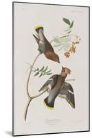 Illustration from 'Birds of America', 1827-38-John James Audubon-Mounted Giclee Print