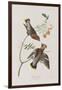 Illustration from 'Birds of America', 1827-38-John James Audubon-Framed Giclee Print