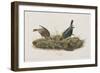 Illustration from 'Birds of America', 1827-38-John James Audubon-Framed Giclee Print