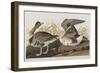 Illustration from 'Birds of America', 1827-38-John James Audubon-Framed Giclee Print