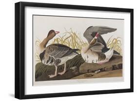 Illustration from 'Birds of America', 1827-38-John James Audubon-Framed Giclee Print