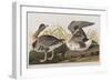 Illustration from 'Birds of America', 1827-38-John James Audubon-Framed Giclee Print