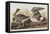 Illustration from 'Birds of America', 1827-38-John James Audubon-Framed Stretched Canvas