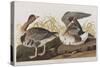 Illustration from 'Birds of America', 1827-38-John James Audubon-Stretched Canvas