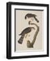 Illustration from 'Birds of America', 1827-38-John James Audubon-Framed Giclee Print