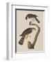 Illustration from 'Birds of America', 1827-38-John James Audubon-Framed Giclee Print