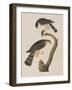 Illustration from 'Birds of America', 1827-38-John James Audubon-Framed Giclee Print