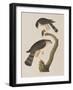 Illustration from 'Birds of America', 1827-38-John James Audubon-Framed Giclee Print